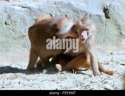 Aggressiven jungen männlichen afrikanischen Hamadryas Paviane (Papio Hamadryas) spielen und kämpfen Stockfoto