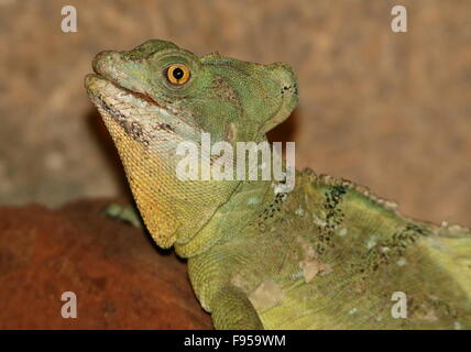 Männliche zentralamerikanischen grün oder Plumed Basilisken (Plumifrons Basiliskos), Alias zu verdoppeln, crested Basilisk oder Jesus Christ Lizard Stockfoto