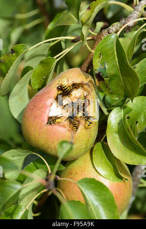 Gemeinsame Wespen (Vespula vulgaris) und einem Harlekin Marienkäfer (Harmonia axyridis) Feed auf eine Reife comice Birne (Pyrus Communis) Stockfoto