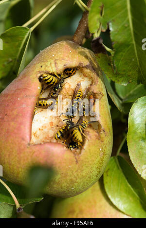 Gemeinsame Wespen (Vespula vulgaris) und einem Harlekin Marienkäfer (Harmonia axyridis) Feed auf eine Reife comice Birne (Pyrus Communis) Stockfoto