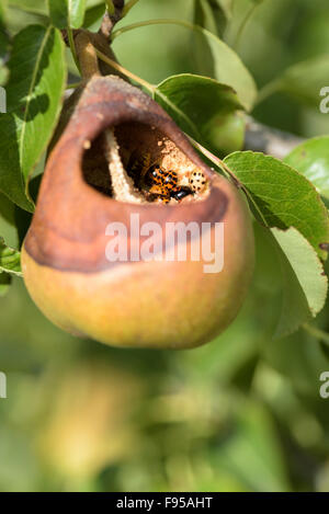 Harlekin Marienkäfer (Harmonia axyridis) Fütterung auf eine Reife comice Birne (Pyrus Communis) im Spätsommer Stockfoto
