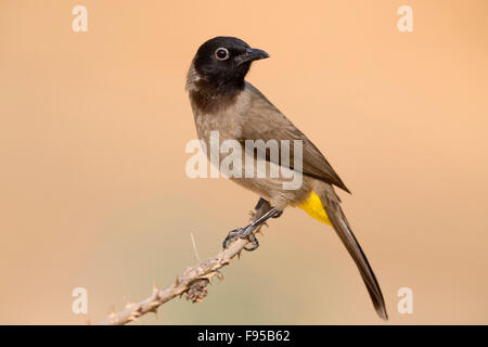 White-brillentragende Bulbul, thront auf einem Ast, Ayn Hamran Dhofar, Oman (Pycnonotus Xanthopygos) Stockfoto