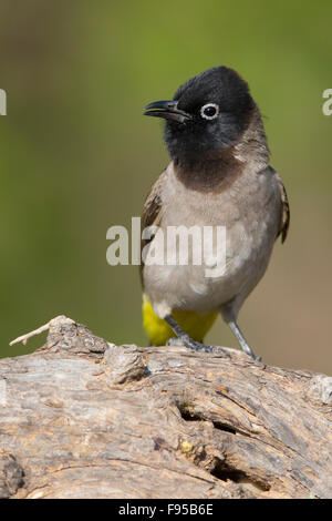 White-brillentragende Bulbul, auf einem Felsen steht, Ayn Hamran, Dhofar, Oman (Pycnonotus Xanthopygos) Stockfoto