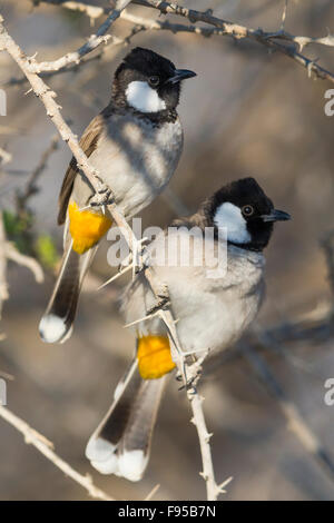 Weiß-eared Bulbul thront paar auf einem Ast, Khatmat Milalah, Al Batinah, Oman (Pycnonotus Leucotis) Stockfoto