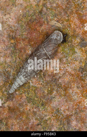 Thames Tür Schnecke, Schließmundschnecke, Schließmund-Schnecke, Alinda Biplicata, Balea Biplicata, Laciniaria Biplicata Stockfoto