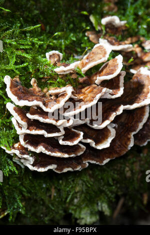 Türkei-Tail, Turkeytail, Schmetterlings-Tramete, Schmetterlingstramete, Bunte Tramete Trametes versicolor, Coriolusextrakt versicolor Stockfoto