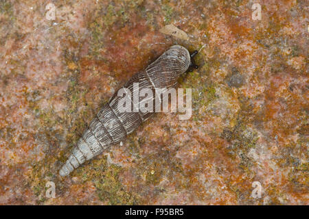 Thames Tür Schnecke, Schließmundschnecke, Schließmund-Schnecke, Alinda Biplicata, Balea Biplicata, Laciniaria Biplicata Stockfoto