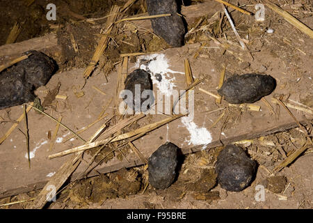 Schleiereule, Pellet, Pellets, Gewölle Einer Schleiereule, Schleier-Eule Tyto Alba, Auf Stallboden Stockfoto