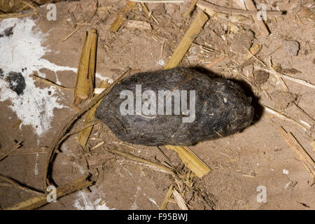 Schleiereule, Pellet, Pellets, Gewölle Einer Schleiereule, Schleier-Eule Tyto Alba, Auf Stallboden Stockfoto