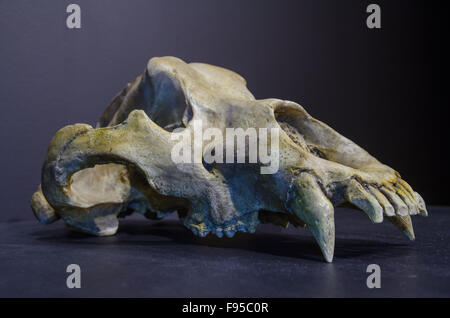 Prähistorische Höhle schwarze Bär Schädel, Oberkiefer. Stockfoto