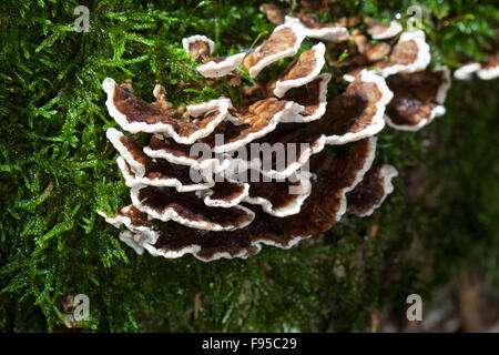 Türkei-Tail, Turkeytail, Schmetterlings-Tramete, Schmetterlingstramete, Bunte Tramete Trametes versicolor, Coriolusextrakt versicolor Stockfoto