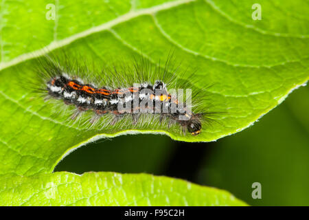 Gelb-Tail, Gold-Tail, Raupe, Schwan, Raupe, Euproctis Similis, Porthesia Similis, Sphrageidus Similis Stockfoto