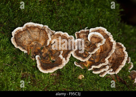 Türkei-Tail, Turkeytail, Schmetterlings-Tramete, Schmetterlingstramete, Bunte Tramete Trametes versicolor, Coriolusextrakt versicolor Stockfoto