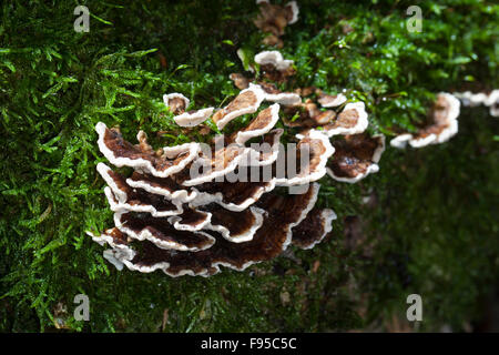 Türkei-Tail, Turkeytail, Schmetterlings-Tramete, Schmetterlingstramete, Bunte Tramete Trametes versicolor, Coriolusextrakt versicolor Stockfoto