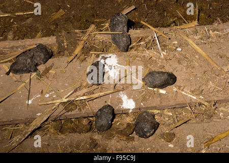 Schleiereule, Pellet, Pellets, Gewölle Einer Schleiereule, Schleier-Eule Tyto Alba, Auf Stallboden Stockfoto