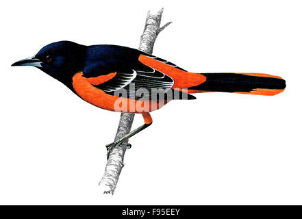 Northern oriole Stockfoto