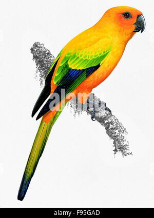 Sun conure Stockfoto