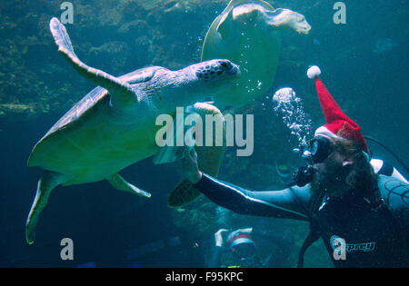 Stralsund, Deutschland. 14. Dezember 2015. Taucher Robert Orlowski schwimmt im Aquarium Schildkröte in das Meeresmuseum in Stralsund, Deutschland, 14. Dezember 2015 als Weihnachtsmann verkleidet. Taucher erklären die Bewohner von 350.000 Liter Aquarium in einer Unterwasser-Passage. Santa wird wieder für die Öffentlichkeit am 17. Dezember 2015 Tauchen. Foto: STEFAN SAUER/Dpa/Alamy Live News Stockfoto