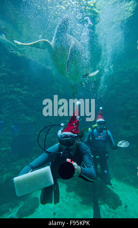 Stralsund, Deutschland. 14. Dezember 2015. Divers Robert Orlowski (R) und Mirko Becker Schwimmen im Aquarium Schildkröte in das Meeresmuseum in Stralsund, Deutschland, 14. Dezember 2015 als Weihnachtsmann verkleidet. Taucher erklären die Bewohner von 350.000 Liter Aquarium in einer Unterwasser-Passage. Santa wird wieder für die Öffentlichkeit am 17. Dezember 2015 Tauchen. Foto: STEFAN SAUER/Dpa/Alamy Live News Stockfoto