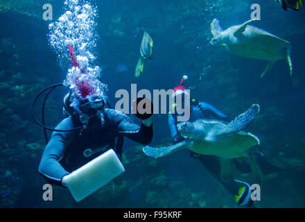 Stralsund, Deutschland. 14. Dezember 2015. Taucher Robert Orlowski (L) und Mirko Becker Schwimmen im Aquarium Schildkröte in das Meeresmuseum in Stralsund, Deutschland, 14. Dezember 2015 als Weihnachtsmann verkleidet. Taucher erklären die Bewohner von 350.000 Liter Aquarium in einer Unterwasser-Passage. Santa wird wieder für die Öffentlichkeit am 17. Dezember 2015 Tauchen. Foto: STEFAN SAUER/Dpa/Alamy Live News Stockfoto