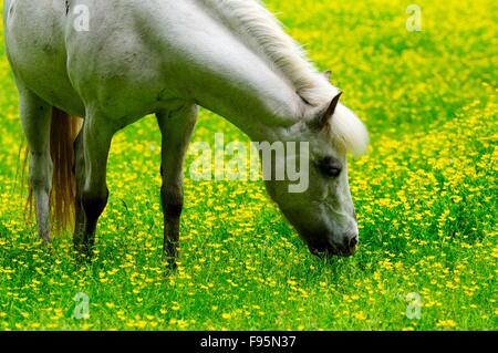 Welsh Pony in einem Feld von Butterblumen. Stockfoto