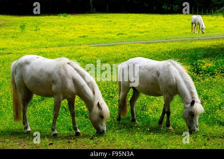 Welsh Ponys in einem Feld von Butterblumen. Stockfoto