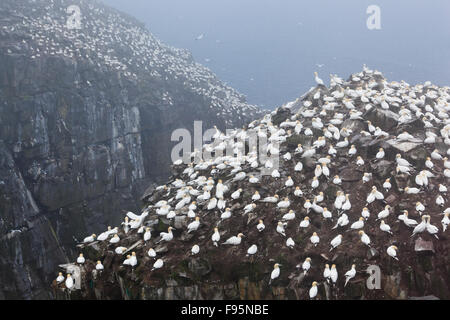 Kolonie von brütenden Basstölpel an einem nebligen Morgen am Vogelfelsen in Cape St. Mary's ökologische Reserve, Neufundland Stockfoto