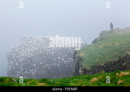 Kolonie von brütenden Basstölpel an einem nebligen Morgen am Vogelfelsen in Cape St. Mary's ökologische Reserve, Neufundland Stockfoto