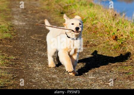 Eine 11 Wochen alte reinrassige Golden Retriever Welpen einen Stick abrufen. Stockfoto