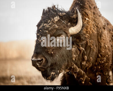 Porträt einer Plains Bisons (Bison Bison Bison), vergießen seines Winter Mantel, Manitoba, Kanada Stockfoto
