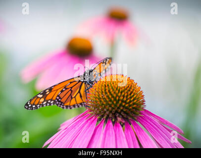 Monarchfalter (Danaus Plexippus) Fütterung auf Sonnenhut, Shirley Richardson Schmetterlingsgarten, Winnipeg, Manitoba, Stockfoto