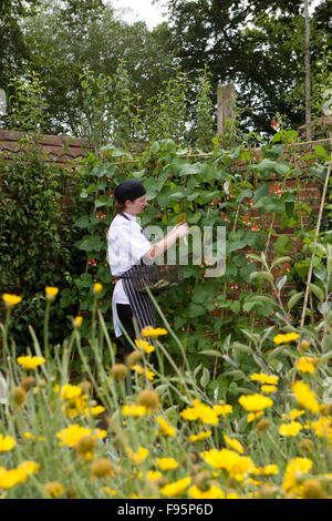 Koch, die Ernte von Gemüse im Gemüsegarten Stockfoto