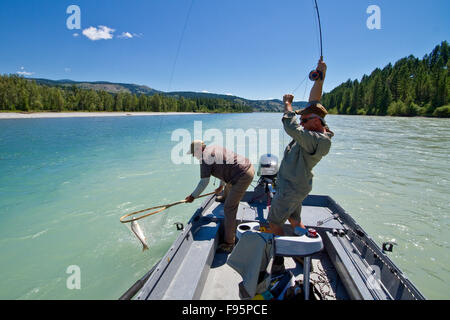 Mittelalterlichen Mann fängt Fisch auf Kootenay-River mit Hilfe von Angelguide, East Kootenays, BC, Kanada. Stockfoto