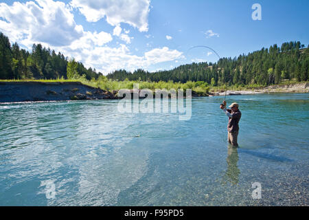 Mittelalterlichen Mann Fliegenfischen auf Bull Fluss, Osten Kootenays, BC, Kanada. Stockfoto