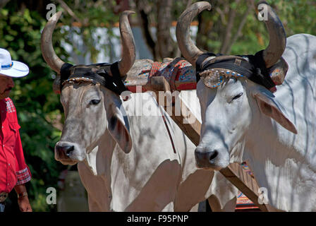 Brahman Bullen in Rincon De La Vieja Nationalpark, Costa Rica Stockfoto