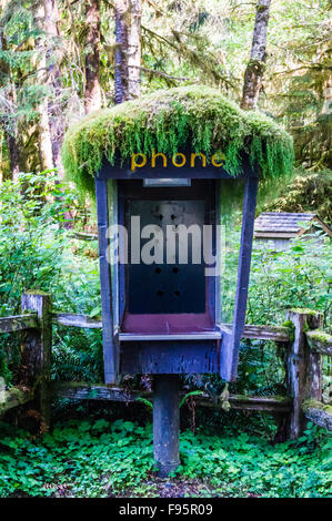 Tellephone Stand auf der Hoh Rainforest, Olympic Mountains, Olympic Nationalpark, Washington, USA Stockfoto