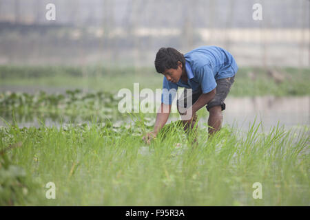 Dhaka, Bangladesch. 14. Dezember 2015. Ein Bauer aus Bangladesch Pflanzen Paddy Sämlinge in einem Feld bei Savar, in der Nähe von Dhaka, Bangladesh. Reis ist das Grundnahrungsmittel von etwa 135 Millionen Menschen in Bangladesch. Freuen Sie sich auf knapp 48 % der Arbeitsplätze im ländlichen Raum, etwa zwei Drittel der gesamten Kalorienaufnahme und etwa die Hälfte der Gesamt-Protein-Aufnahme einer durchschnittlichen Person in dem Land. Reissektor trägt die Hälfte der landwirtschaftlichen BIP und ein Sechstel des Volkseinkommens in Bangladesch. © Suvra Kanti Das/ZUMA Draht/Alamy Live-Nachrichten Stockfoto