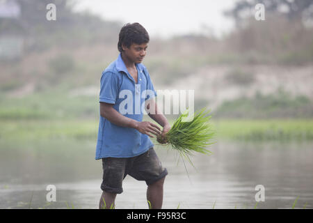 Dhaka, Bangladesch. 14. Dezember 2015. Ein Bauer aus Bangladesch Pflanzen Paddy Sämlinge in einem Feld bei Savar, in der Nähe von Dhaka, Bangladesh. Reis ist das Grundnahrungsmittel von etwa 135 Millionen Menschen in Bangladesch. Freuen Sie sich auf knapp 48 % der Arbeitsplätze im ländlichen Raum, etwa zwei Drittel der gesamten Kalorienaufnahme und etwa die Hälfte der Gesamt-Protein-Aufnahme einer durchschnittlichen Person in dem Land. Reissektor trägt die Hälfte der landwirtschaftlichen BIP und ein Sechstel des Volkseinkommens in Bangladesch. © Suvra Kanti Das/ZUMA Draht/Alamy Live-Nachrichten Stockfoto