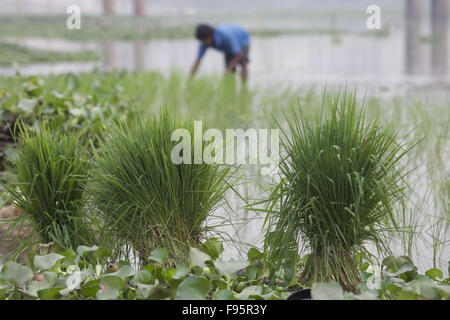 Dhaka, Bangladesch. 14. Dezember 2015. Ein Bauer aus Bangladesch Pflanzen Paddy Sämlinge in einem Feld bei Savar, in der Nähe von Dhaka, Bangladesh. Reis ist das Grundnahrungsmittel von etwa 135 Millionen Menschen in Bangladesch. Freuen Sie sich auf knapp 48 % der Arbeitsplätze im ländlichen Raum, etwa zwei Drittel der gesamten Kalorienaufnahme und etwa die Hälfte der Gesamt-Protein-Aufnahme einer durchschnittlichen Person in dem Land. Reissektor trägt die Hälfte der landwirtschaftlichen BIP und ein Sechstel des Volkseinkommens in Bangladesch. © Suvra Kanti Das/ZUMA Draht/Alamy Live-Nachrichten Stockfoto