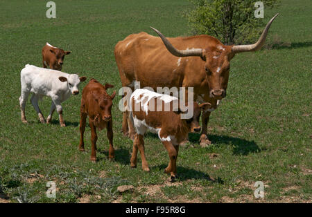 Texas Longhorn Kuh mit vier Kälbern zu Fuß neben ihr auf der grünen Weide. Decatur, TX, USA Stockfoto