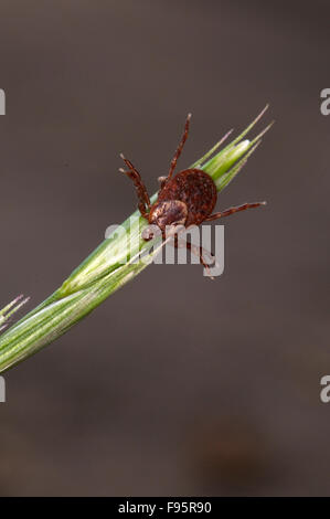 Nahaufnahme von weiblichen Holzbock oder American Dog Tick klammerte sich an Kopf wartet mit ausgestreckten Beinen für Host durch putzen grass. Stockfoto