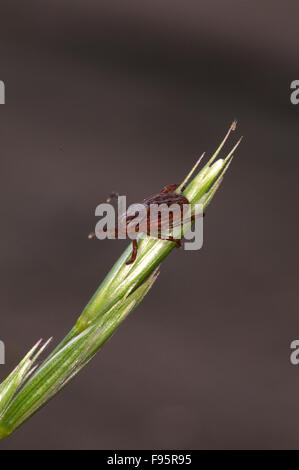 Nahaufnahme von weiblichen Holzbock oder American Dog Tick klammerte sich an Kopf wartet mit ausgestreckten Beinen für Host durch putzen grass. Stockfoto