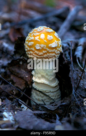 Nahaufnahme von Amanita Muscaria Pilz, allgemein bekannt als der Fliegenpilz.   Giftig.  In der Nähe von Thunder Bay, ON, Kanada. Stockfoto