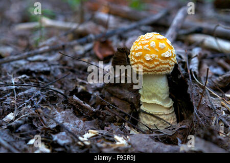 Nahaufnahme von Amanita Muscaria Pilz, allgemein bekannt als der Fliegenpilz. Giftig.  In der Nähe von Thunder Bay, ON, Kanada. Stockfoto