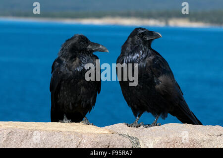 Zwei gemeinsame Ravens thront auf Felsen mit See im Hintergrund. (Corvus Corax), Yellowstone NAT ' l Park, WY, USA. Stockfoto