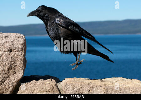 Kolkrabe (Corvus Corax), sprang auf einen Felsen, Yellowstone NAT ' l Park, WY, USA. Stockfoto