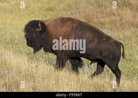 Nahaufnahme der amerikanische Bison Bulle Wandern in hoch Grasebenen der Custer State Park, South Dakota, USA, (Bison Bison) Stockfoto