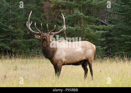 Wilder Stier Elche oder Wapiti stehenden hohen Gras am Waldrand, Jasper Nationalpark, Alberta, Kanada. (Cervus Canadensis) Stockfoto