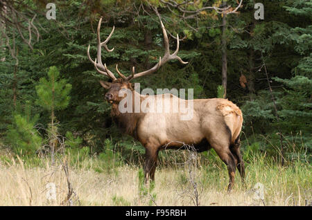 Wilder Stier Elche oder Wapiti stehenden hohen Gras am Waldrand, Jasper Nationalpark, Alberta, Kanada. (Cervus Canadensis) Stockfoto