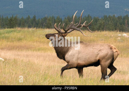 Wilder Stier Elche oder Wapiti stehenden hohen Gras am Waldrand, Jasper Nationalpark, Alberta, Kanada. (Cervus Canadensis) Stockfoto